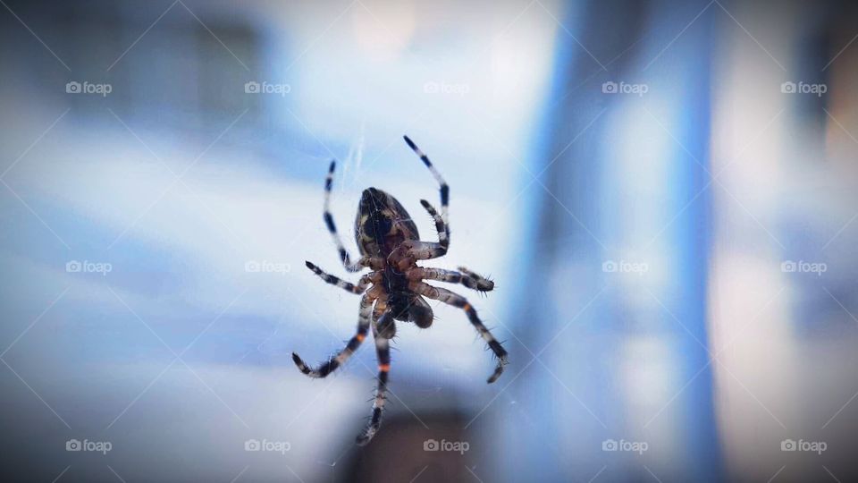 Orb spider front lower view