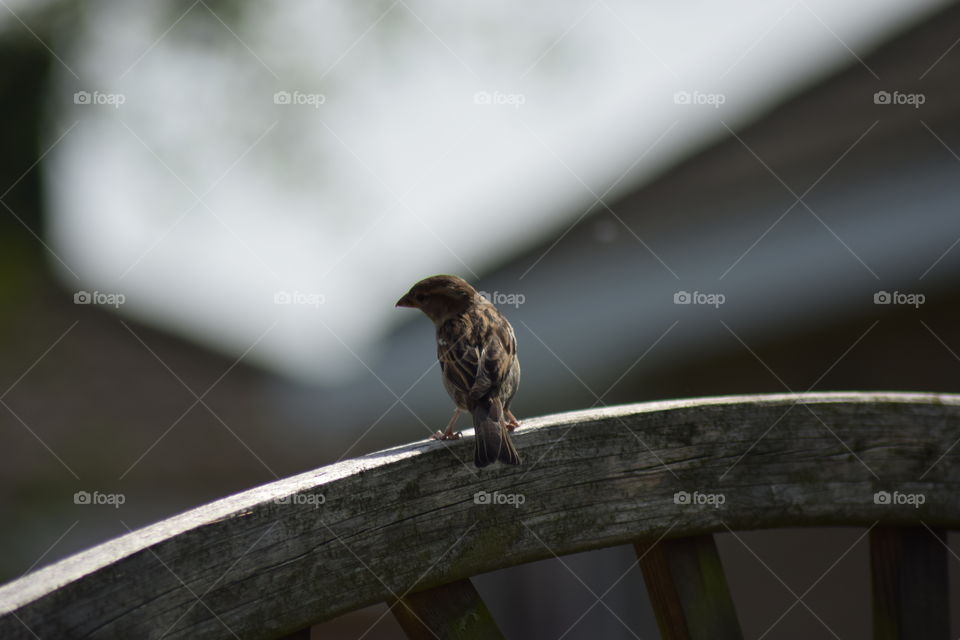 Sparrow perching on wooden fence
