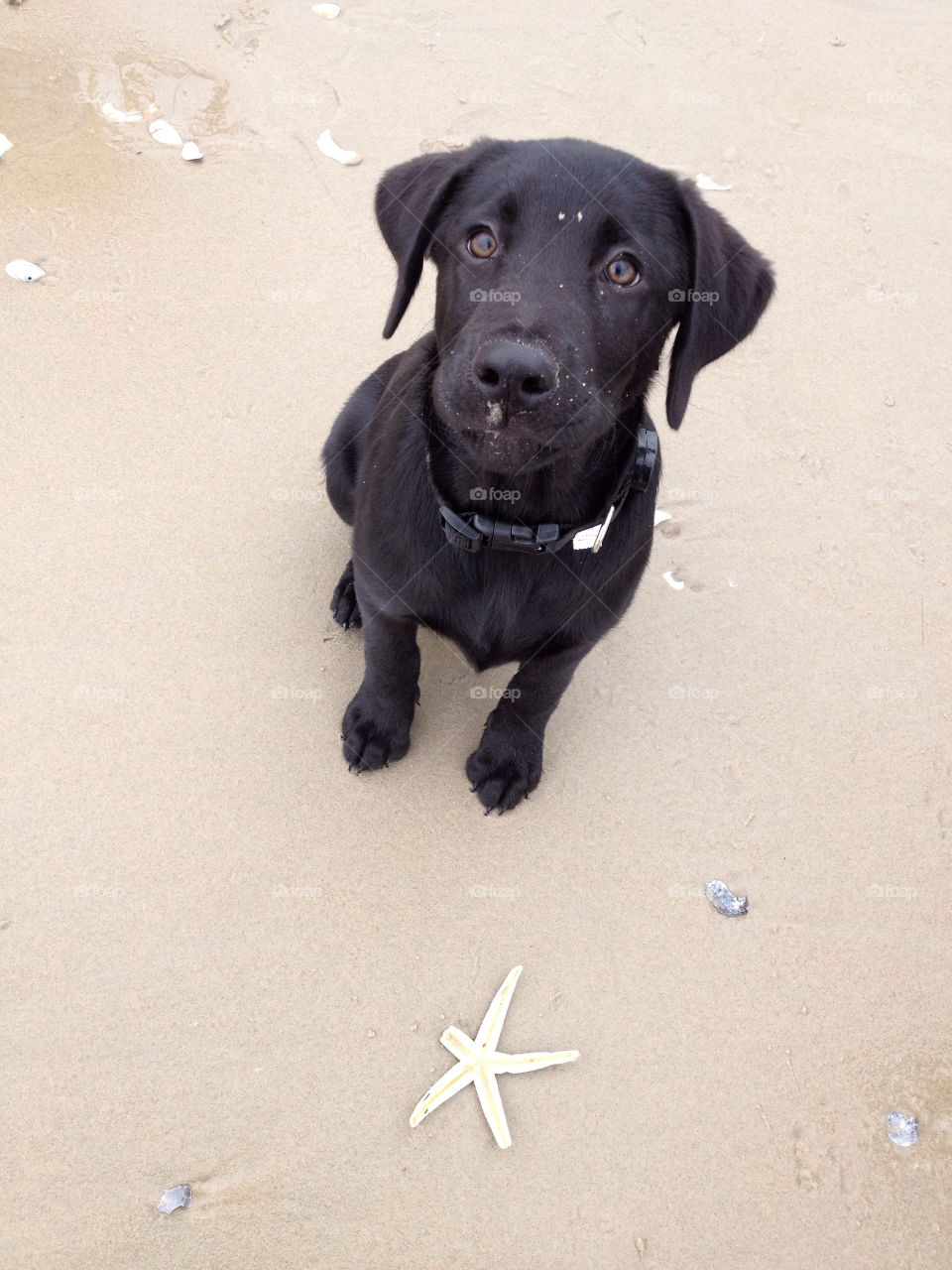 corolla beach sand puppy by smithkjenna
