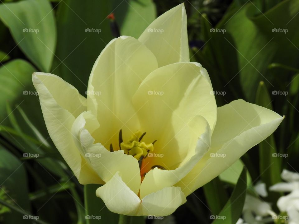 Close-up of white tulip