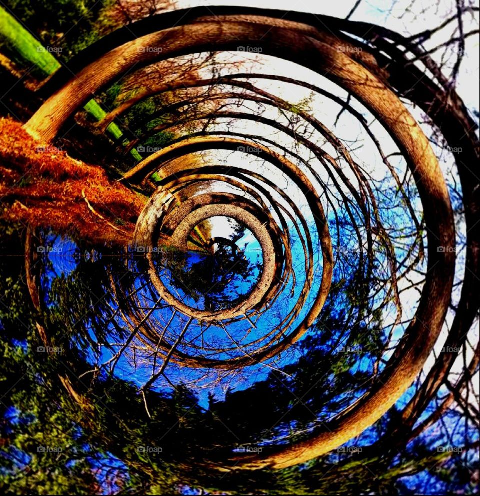 Tree, Wood, Round, Nature, Spiral