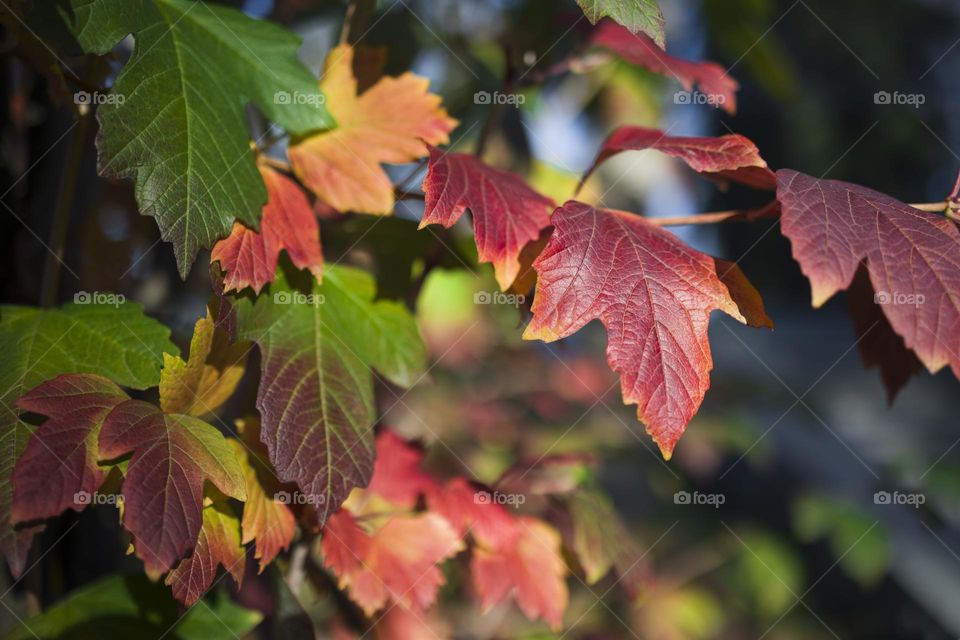 autumn bright leaves close up view . red and green leaves natural background