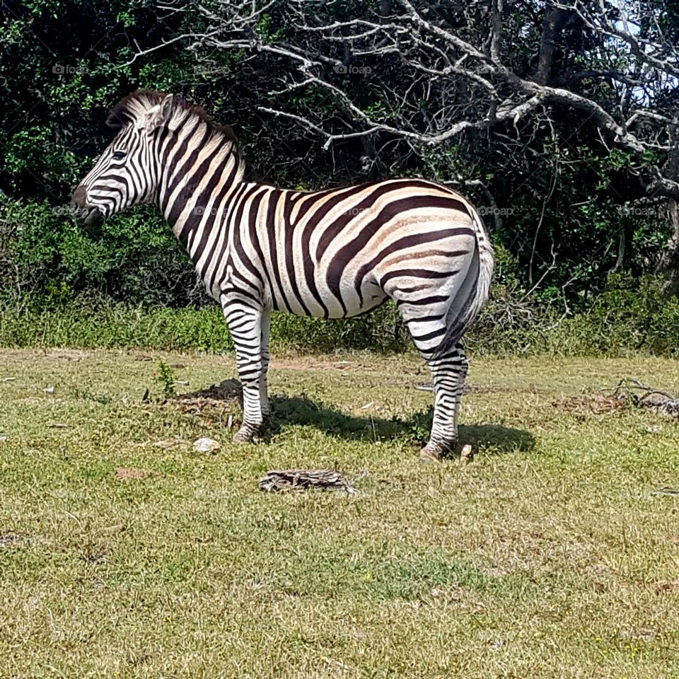 South African stripped donkey