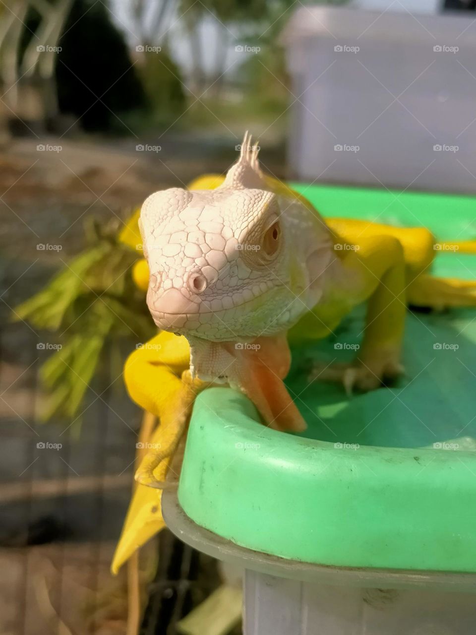 very cute yellow lizard