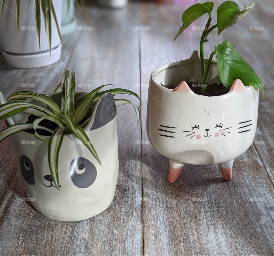 cute animal planter pots with propagated plants