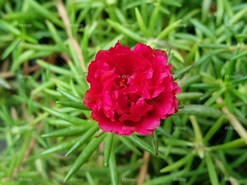 the Portulaca Grandiflora