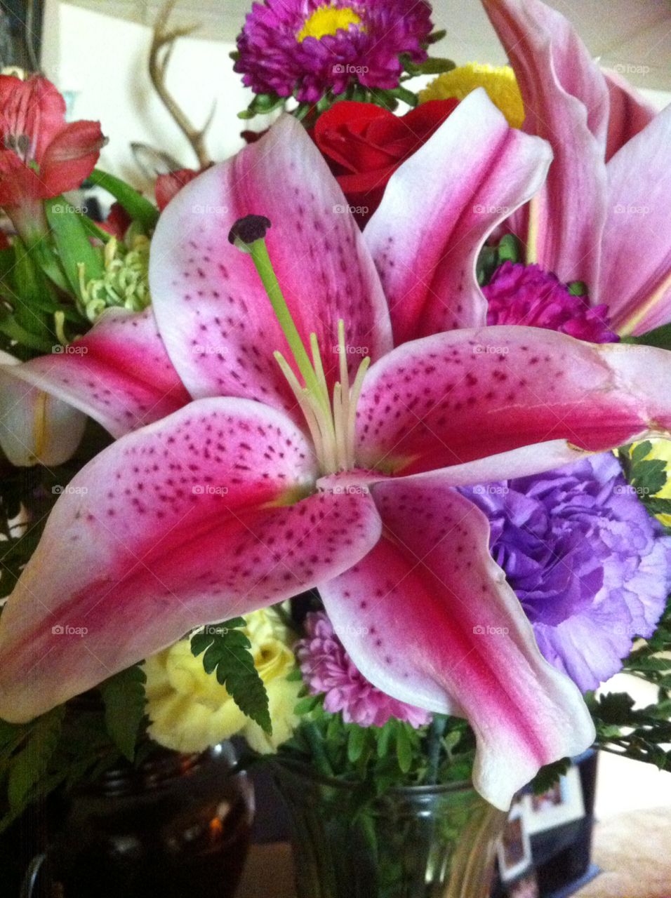 Lilly. Pink daylilly