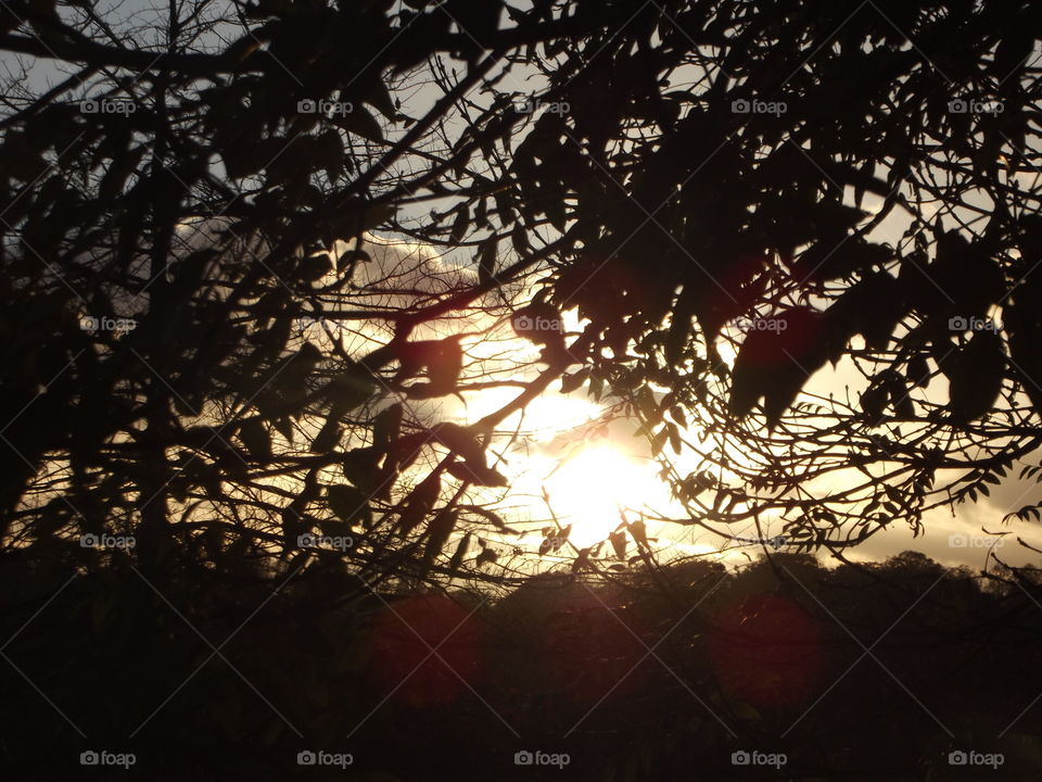 Sunlight Through Leaves