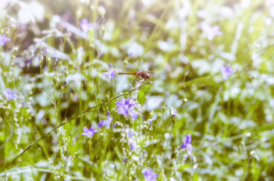 A small dragonfly sits on a thin stalk among the flower clearing