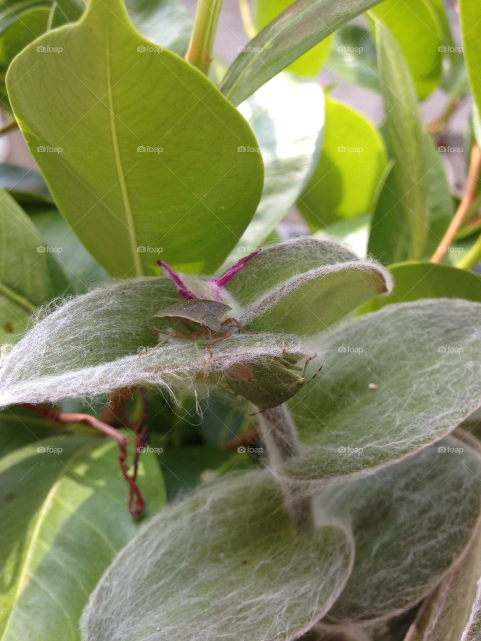 Small green beetle on plant