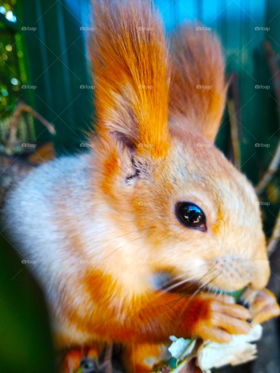 squirrel eats a leaf