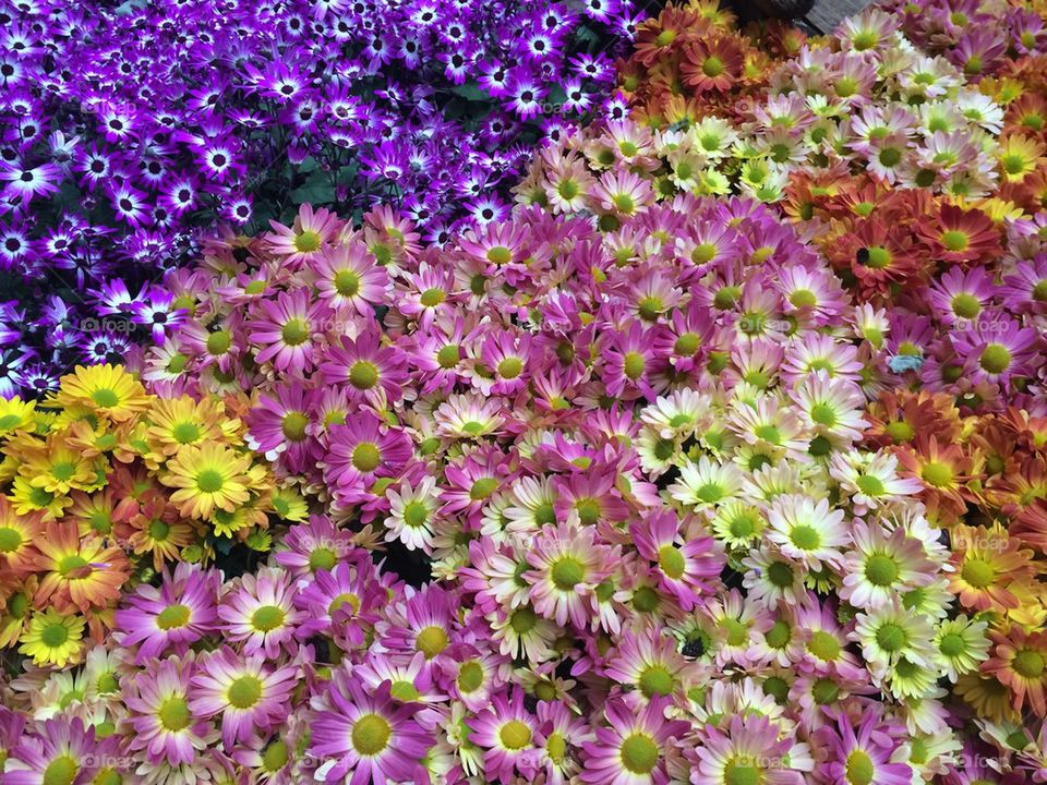 Colorful Flowers