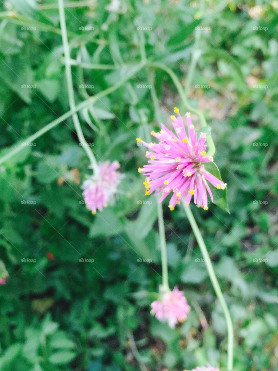 Austin botanical flower. Summer flowers
