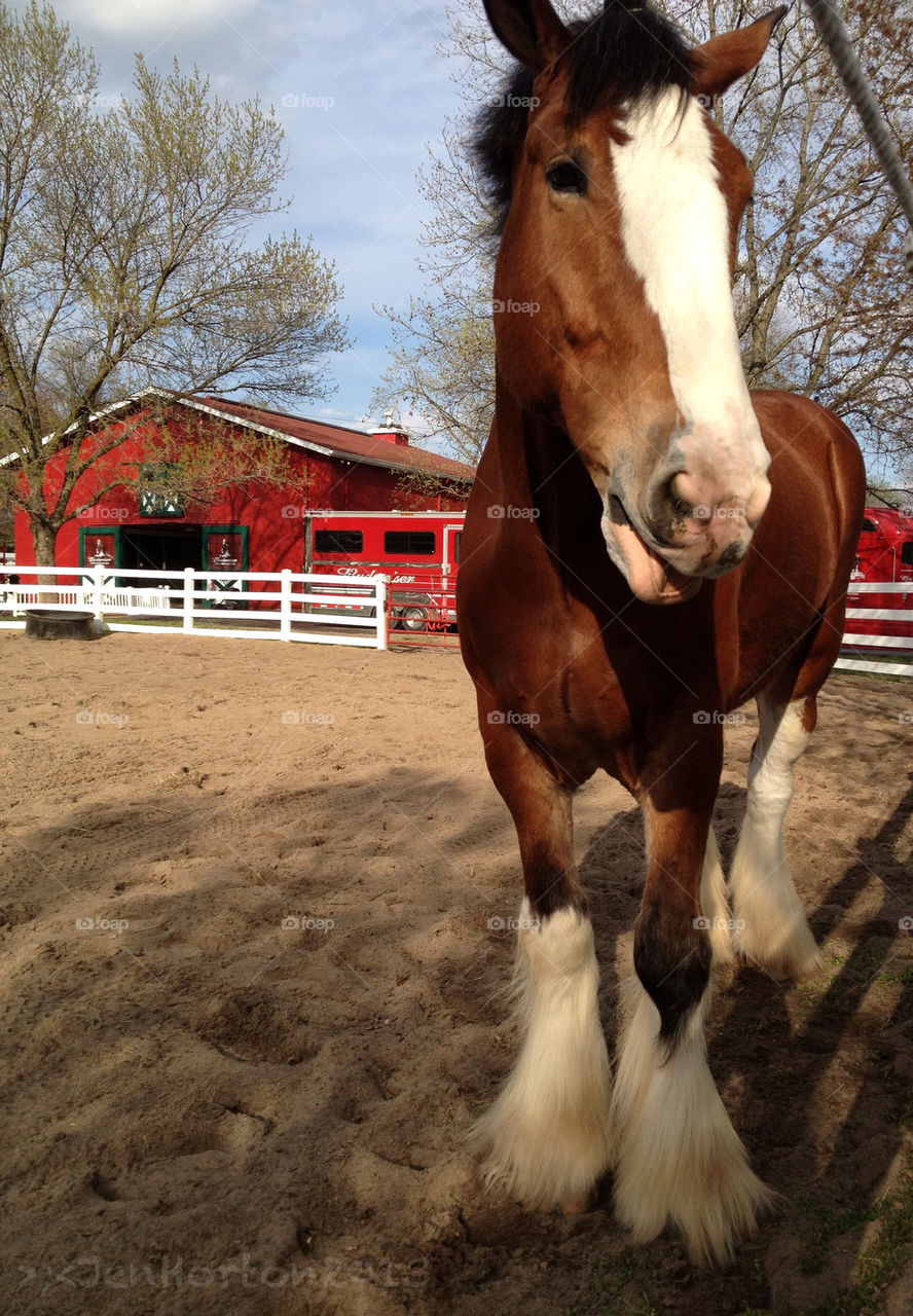 One of Anheuser-Busch World Famous   Clydesdales at Grants Farm in St