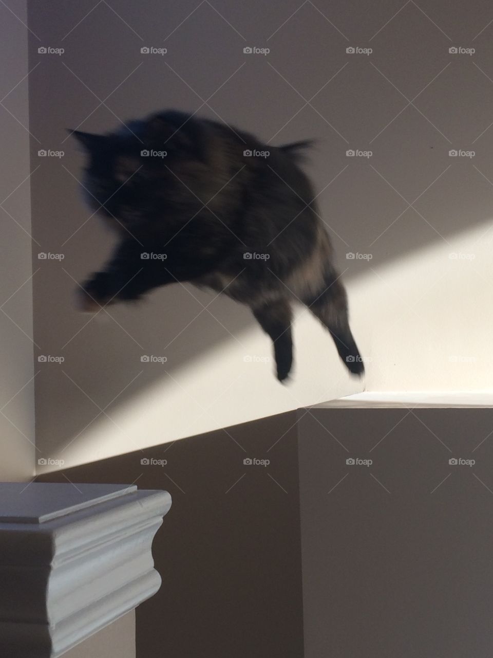 Kitty can fly! Superman!