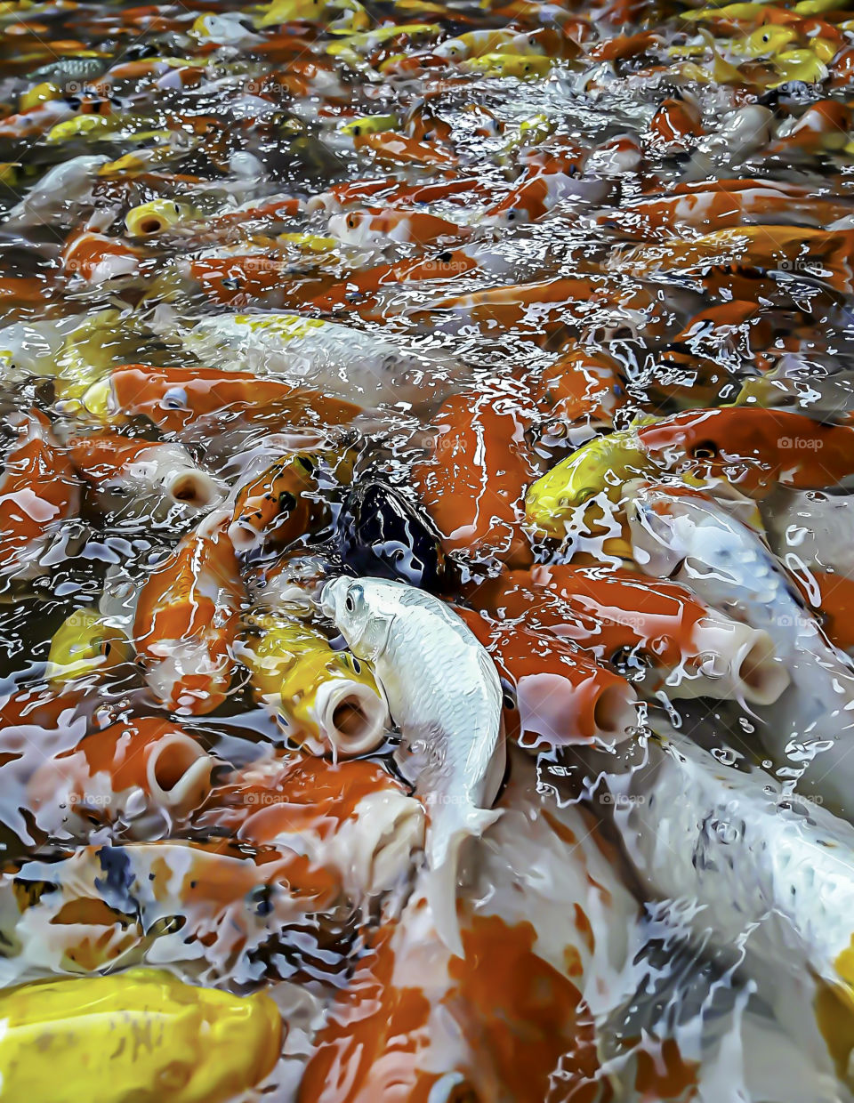 Fancy carp colorful bright on the water eating food.