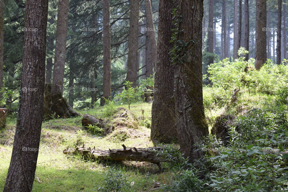 Hiking Trail Through The Woods