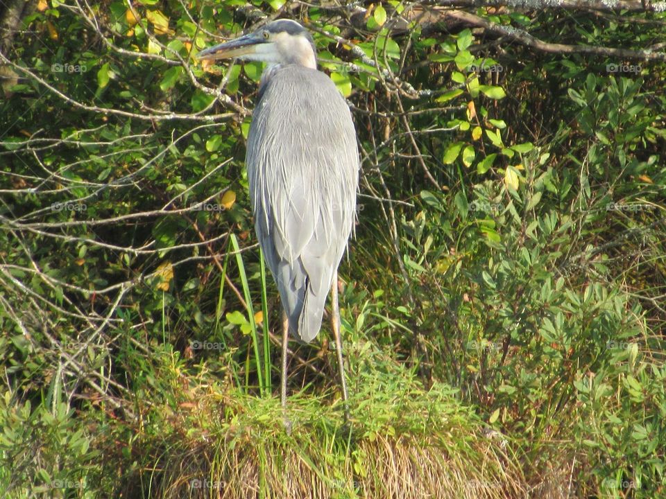 Blue heron that over by Lake George! Good photo to add to a bird collection! 