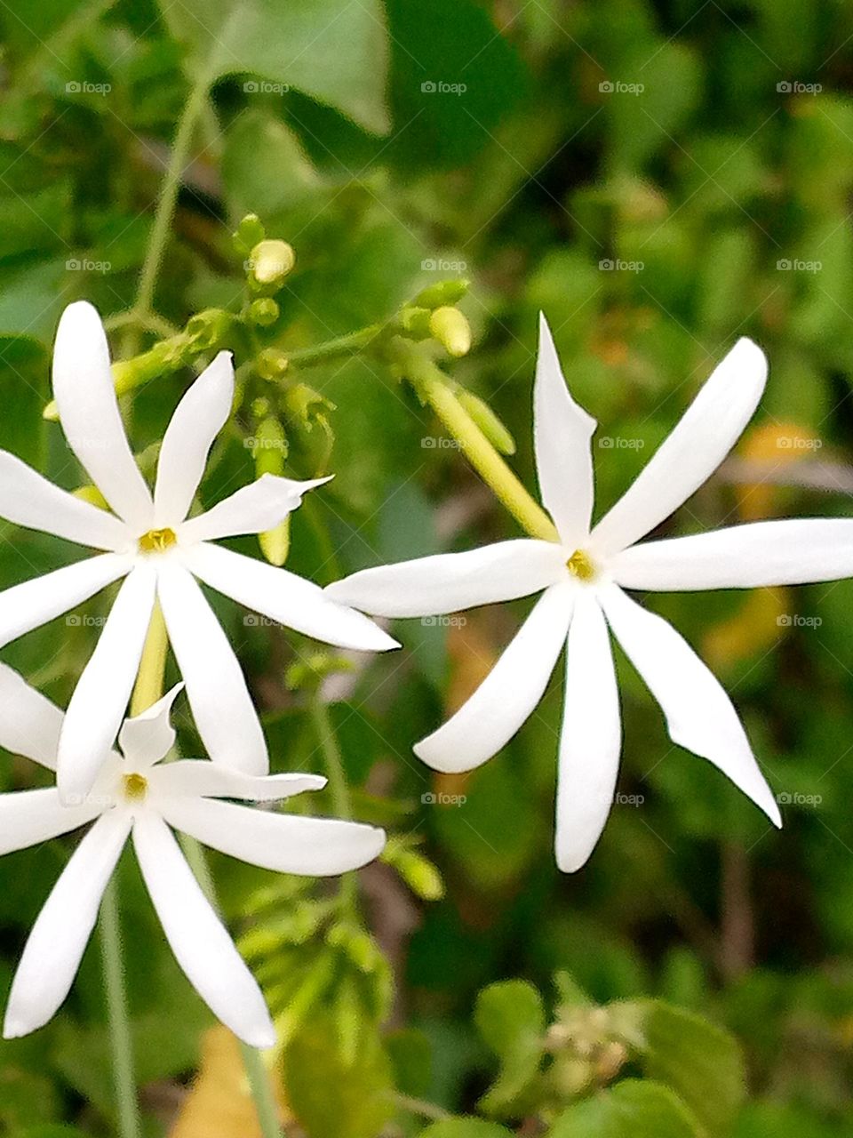 So beautiful in white