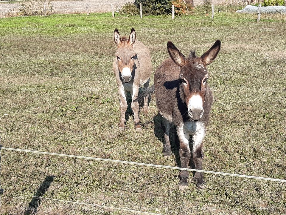 light brown and dark brown donkeys