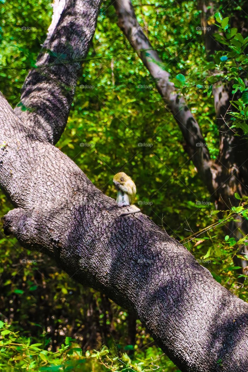Shy baby Monkey