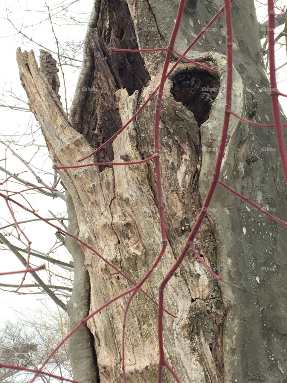 Tree with knot holes and red vines
