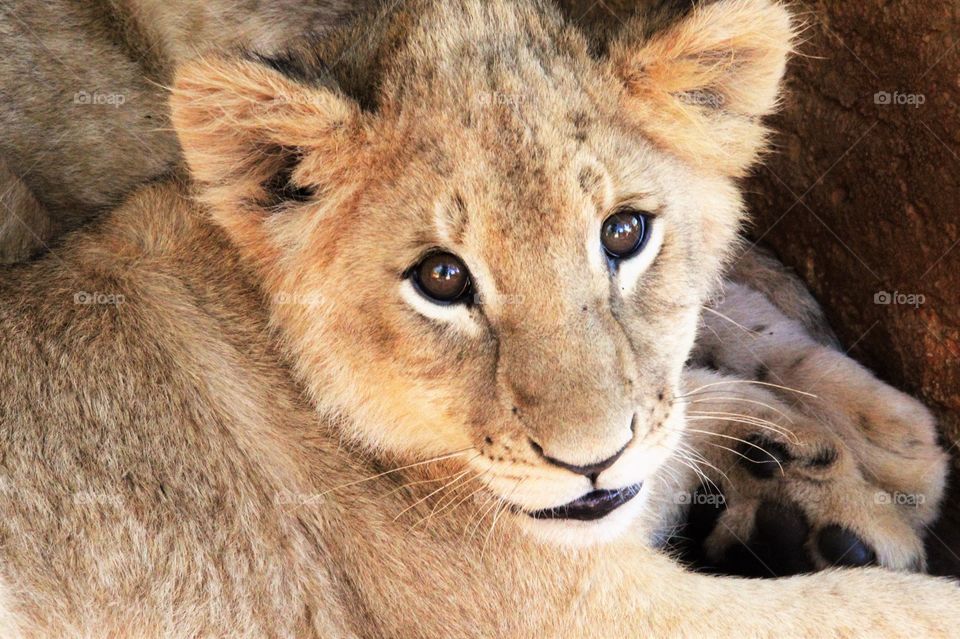 Close-up of a little cub