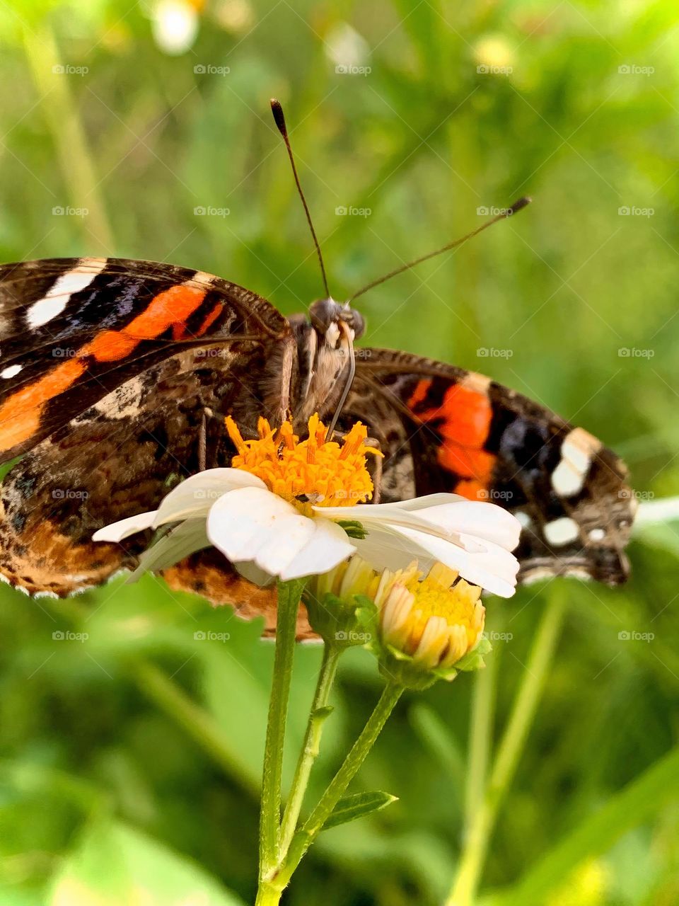 Drinking In Pollen 