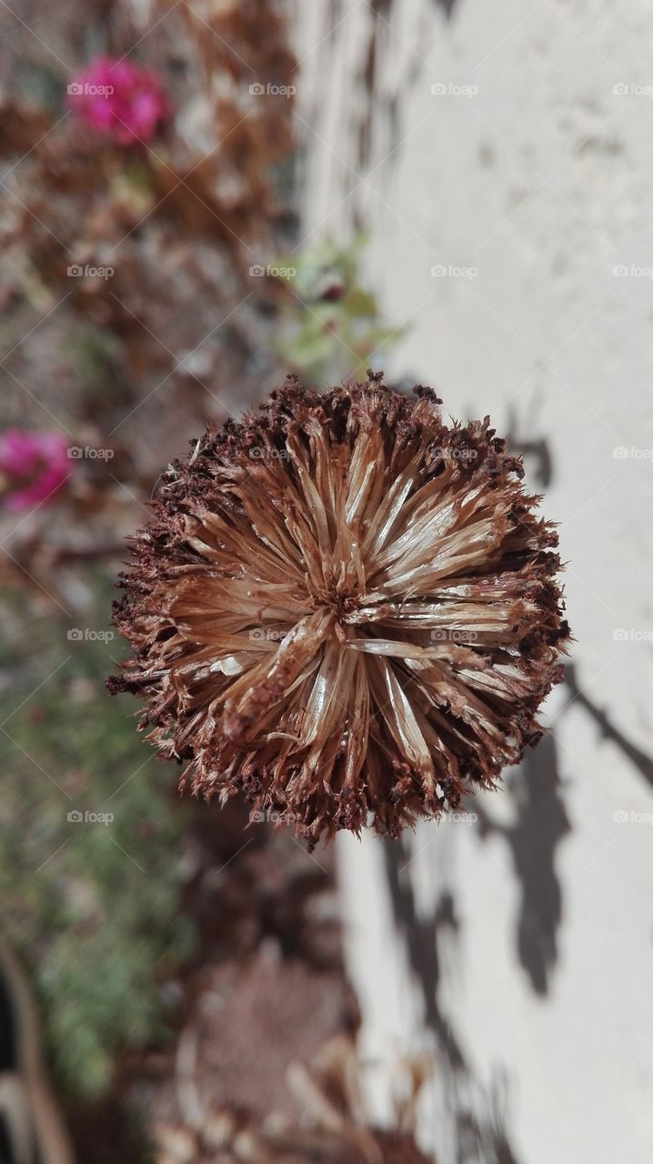 brown sphere