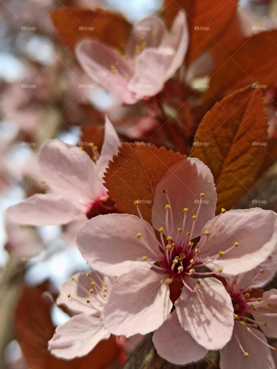 Battle: Winter vs. Spring.  Spring