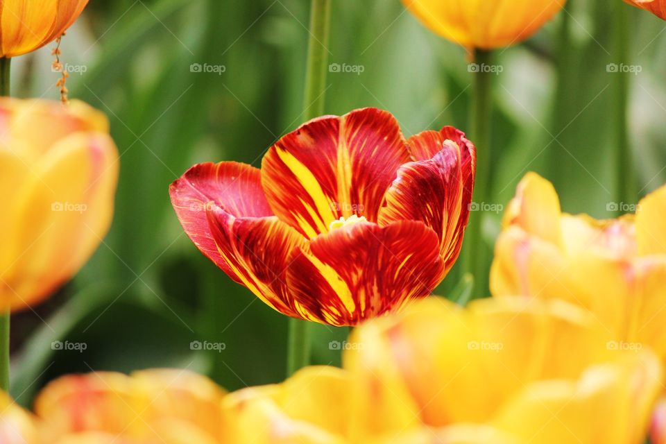 Orange poppy flower blooming outdoors