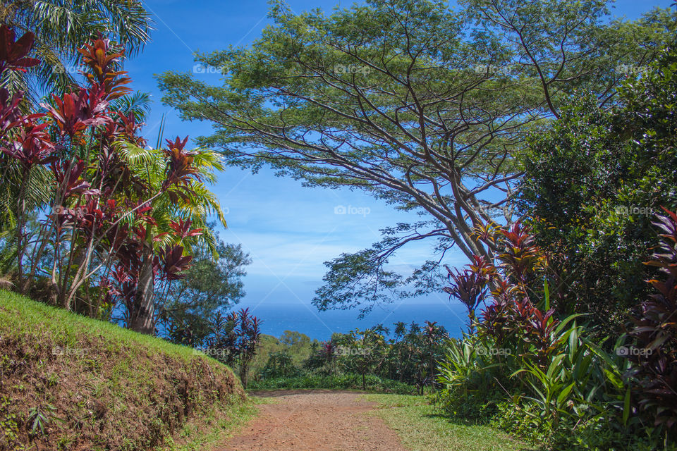 Maui nature view