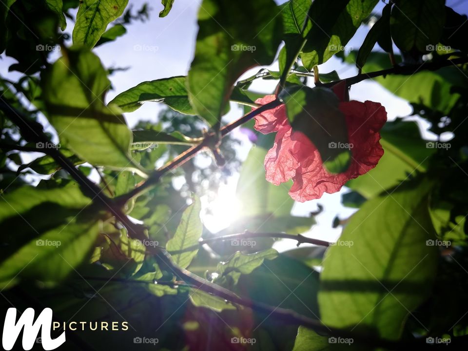 buy this photo at least $4