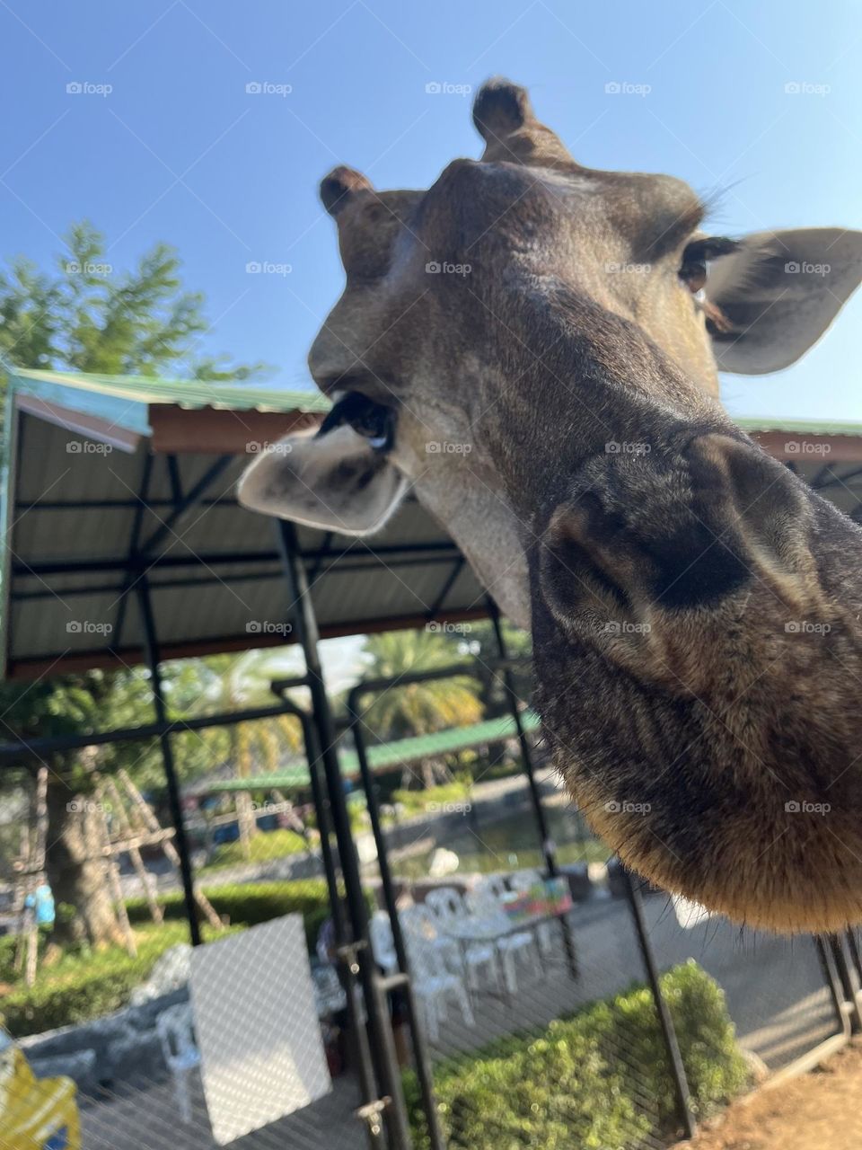 Are you looking at me? You can get closer. Look at my beautiful big eyes and long leashes. Don’t envy me, I am just a giraffe.
