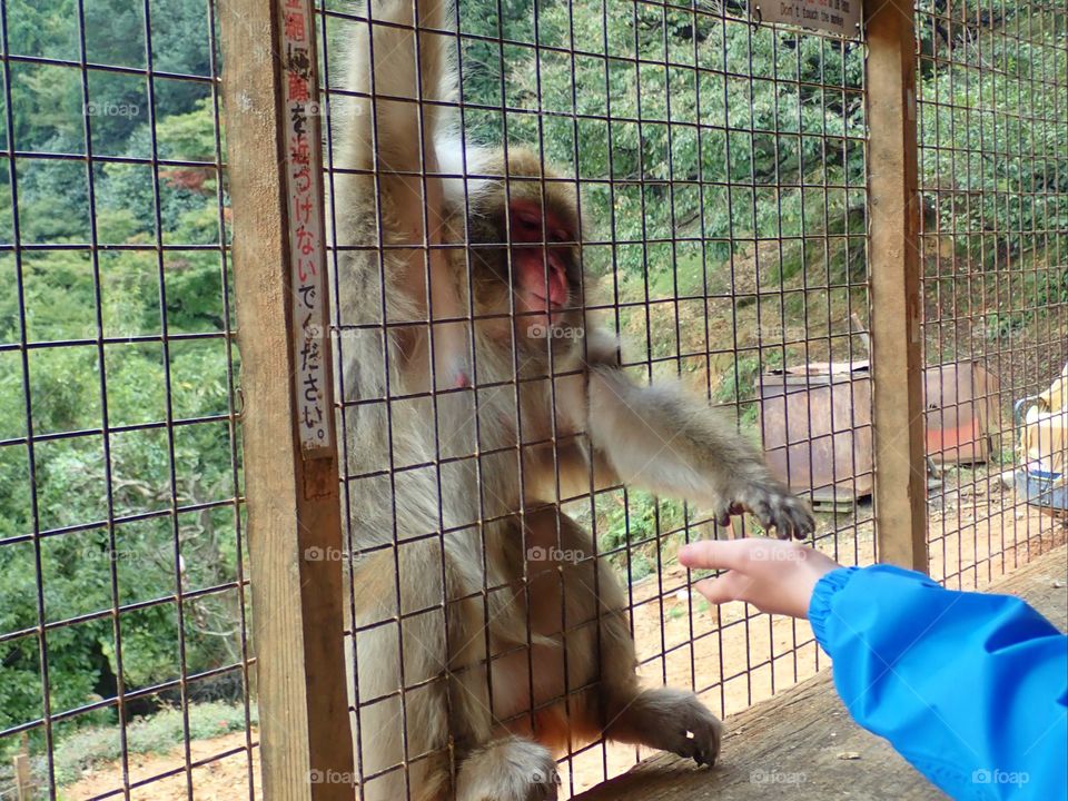 Feeding the monkey