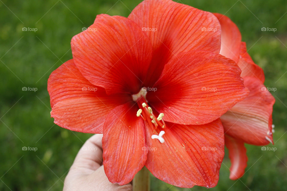 Hibiscus