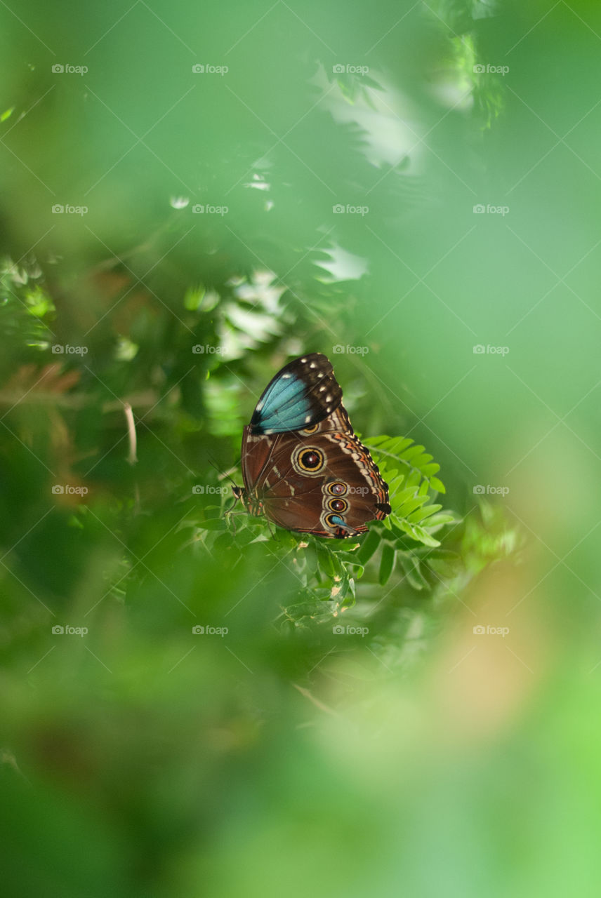 Butterfly Hidden in the Leaves