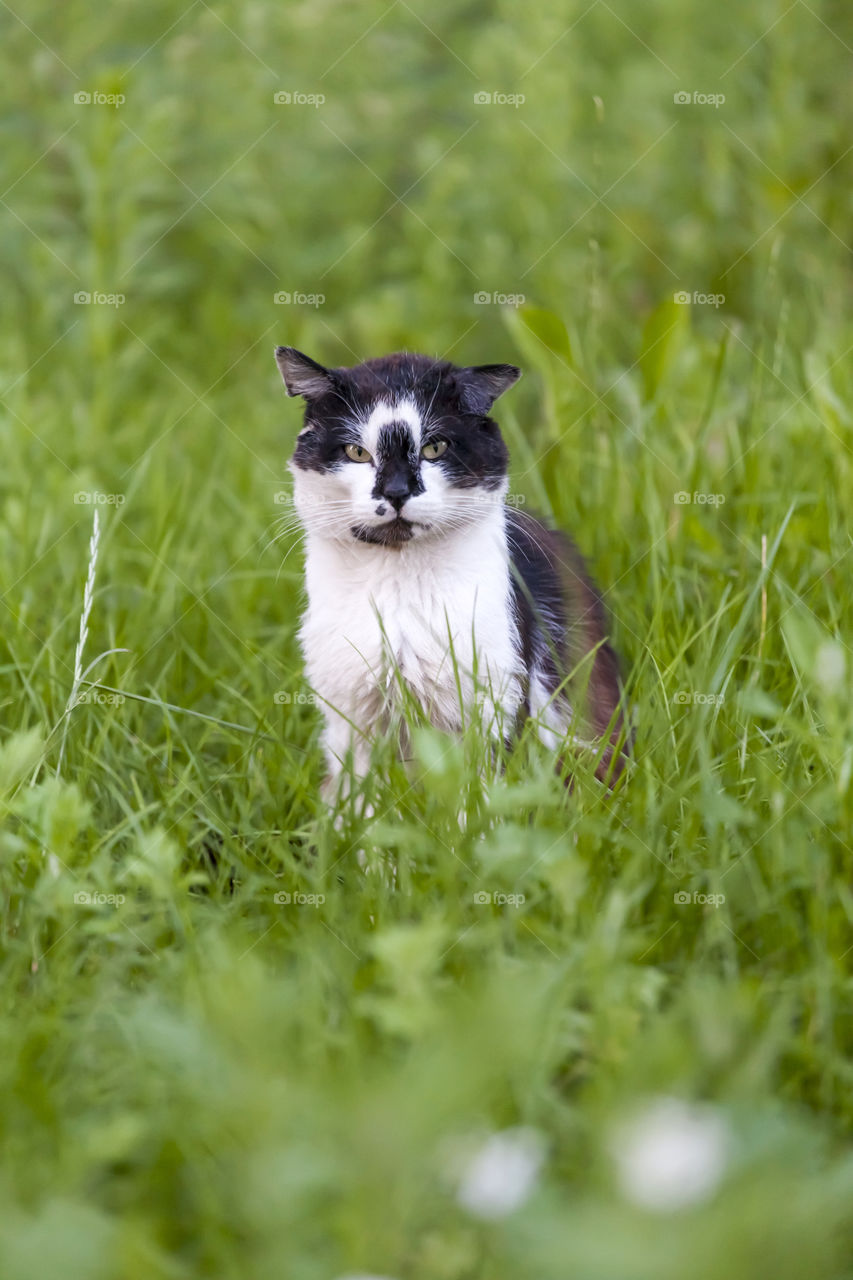 Summer cat