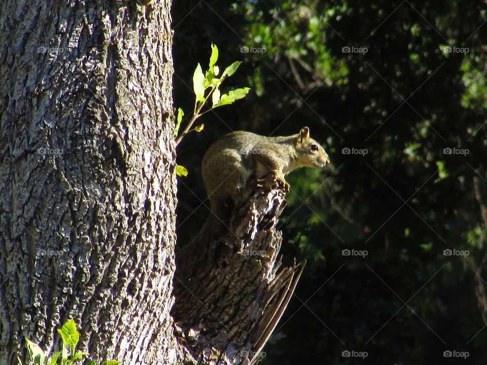squirrel in a tree