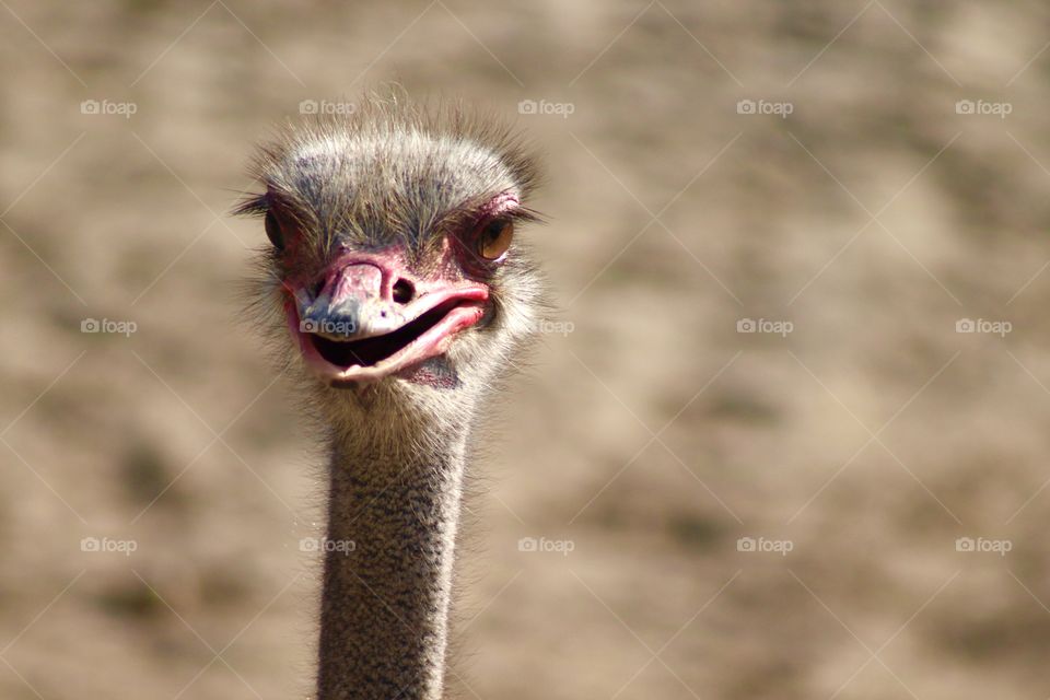 The Ostrich