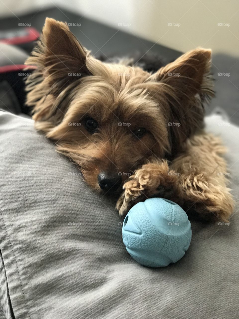 Yorkie! Ball lover! Time to play! 