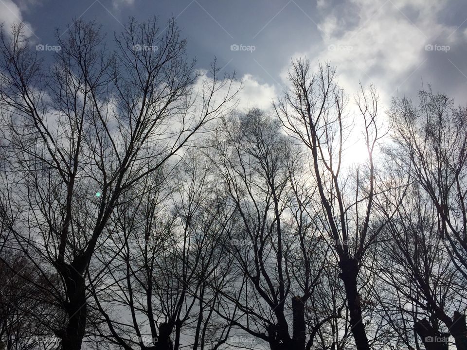 Trees,sky and sunlight