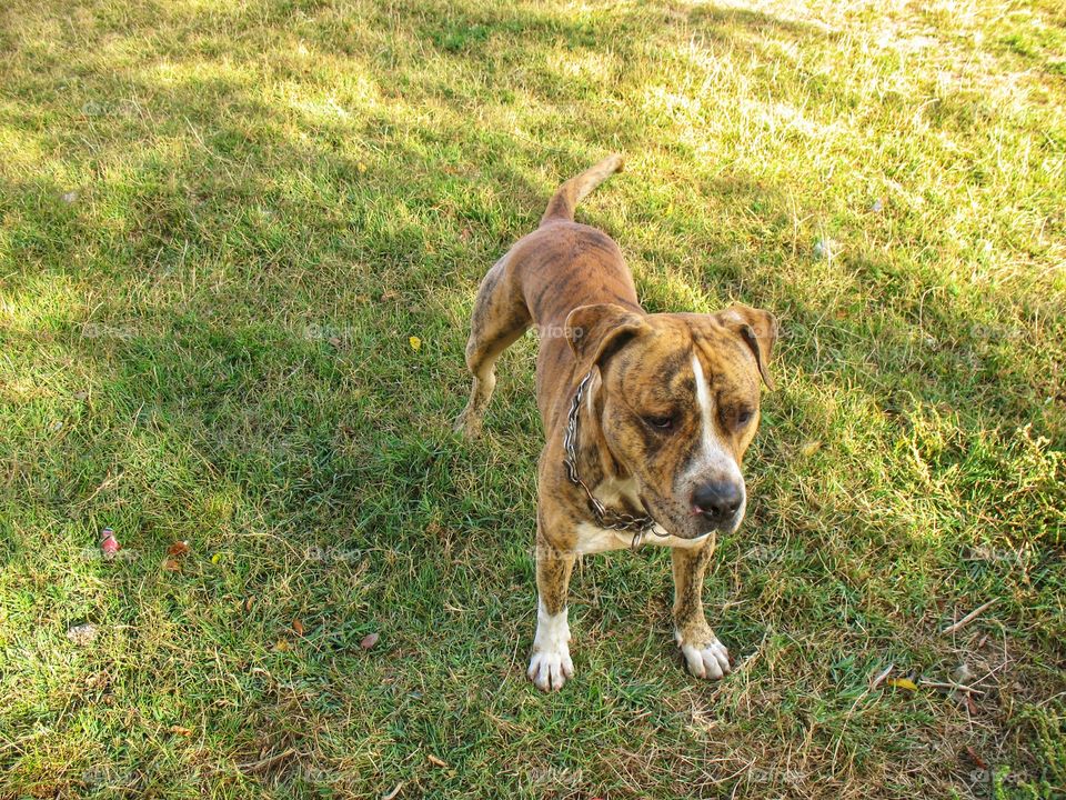 dog on the grass соб