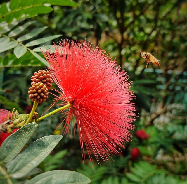 Bee with flowers