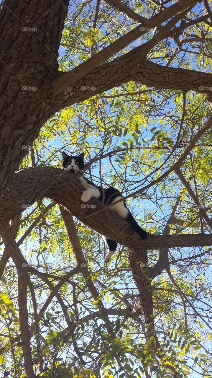 treecat
