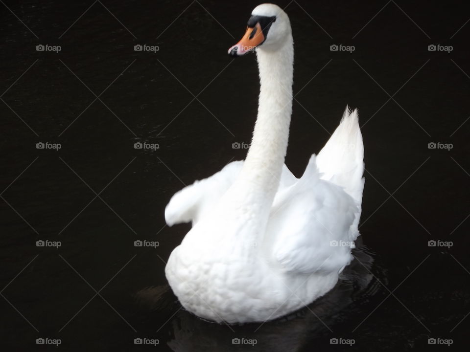 Elegant Swan