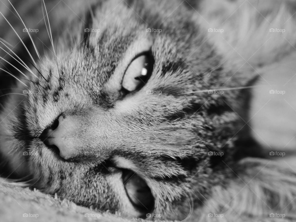 Black & White portrait of cute tabby cat