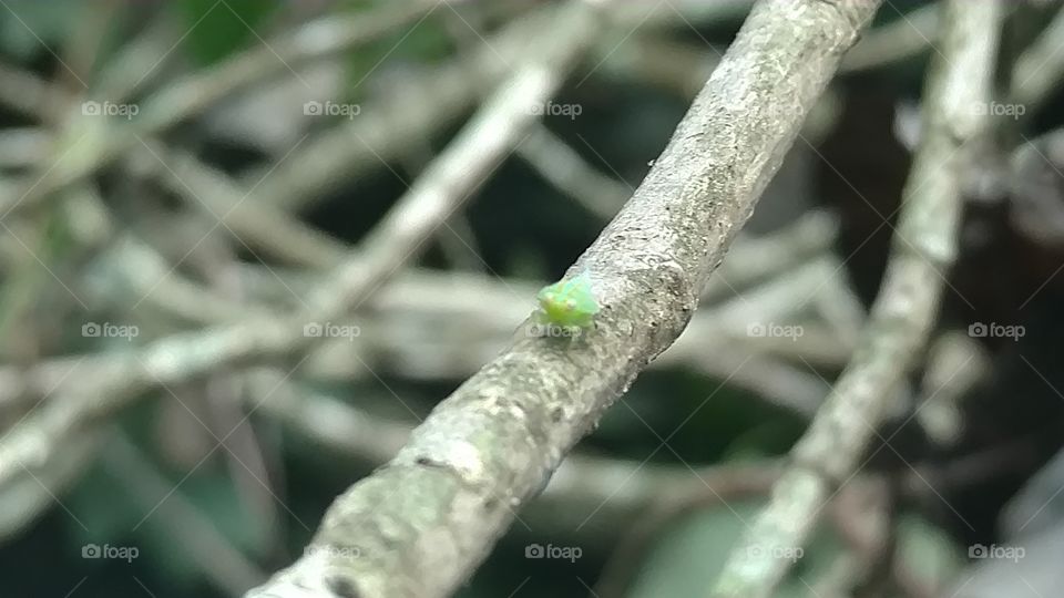 Leaf, Nature, No Person, Tree, Closeup