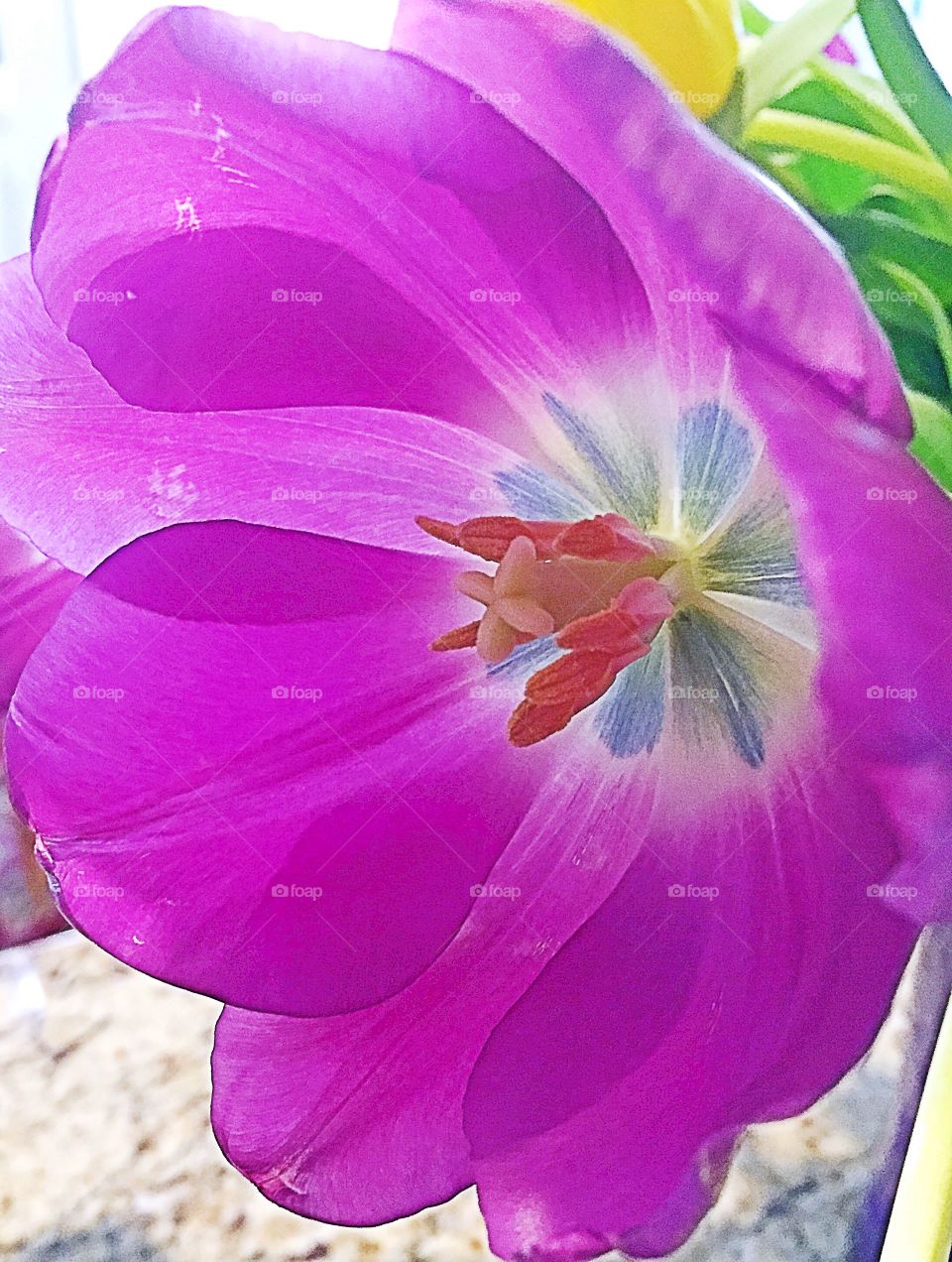 Purple Tulips 