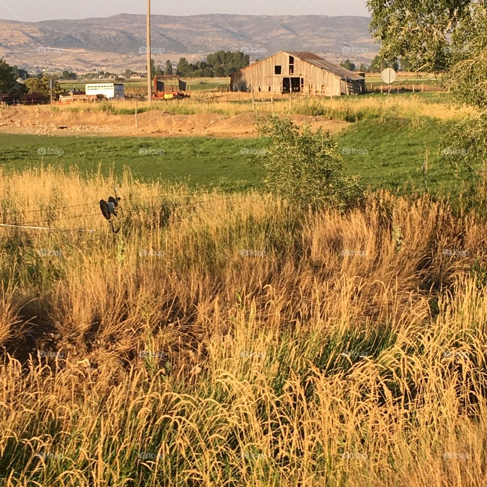 Abandoned country farm house in Utah during the summer. 